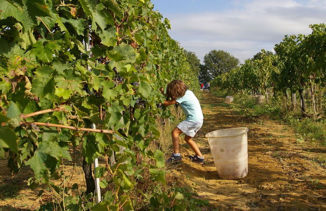 Agriturismo Le Baccane - Foto 62