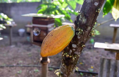 Vale das Rainhas - Photo 20