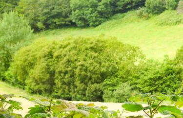 The Beech Hut - Peaceful countryside retreat - Foto 4