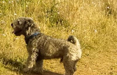 Los Tres Hórreos - Foto 45