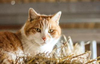 Ferienhof Kosertal - Erlebnisbauernhof, Reitstall & Spa - Foto 35