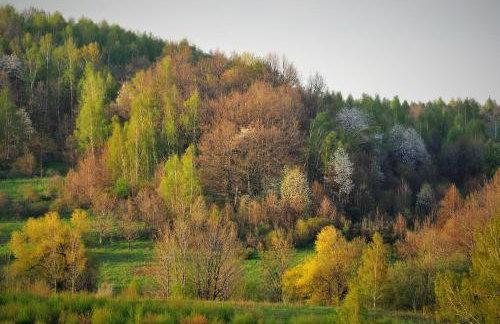 Przytulne Studio Borówkowy Zagajnik - Foto 35