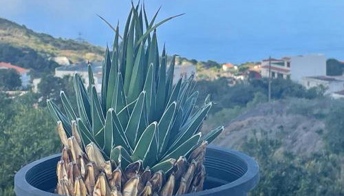 La Casa de Mami - Foto 2