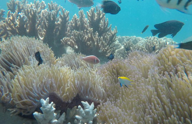 Snorkeling at Cham Island - Full-Day Tour - Photo 1
