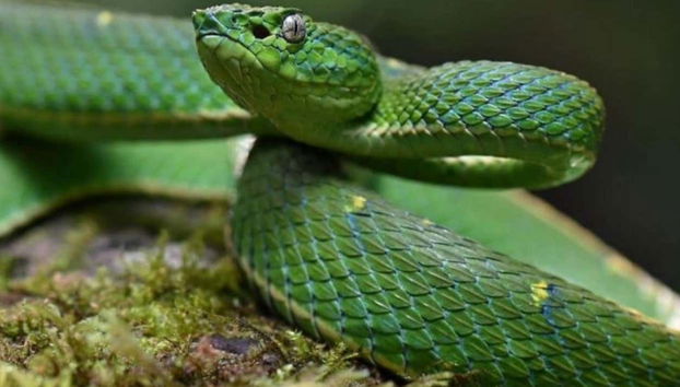 Un bellissimo serpente