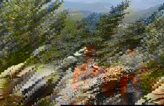 Farma Sotira - Foto 48