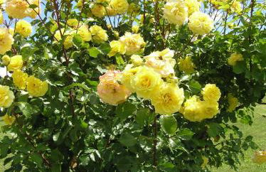 Cascina Curairone - Foto 51