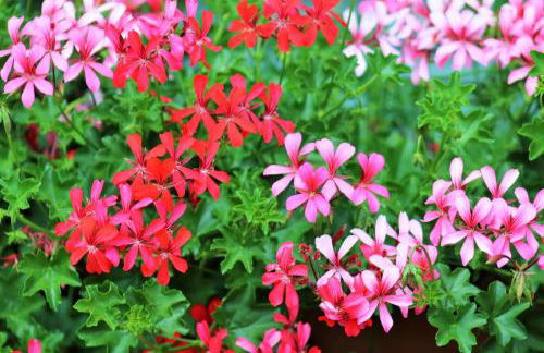 Gaestehaus Kön - Fewo Farfalle - Foto 12