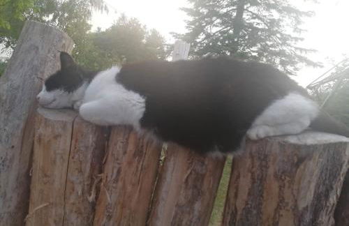 Apartment Landhaus Müritzliebe by Interhome - Foto 25