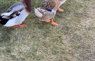 Agro na Wapniarni - Foto 32