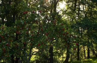 Agroturystyka Ulima - Foto 21