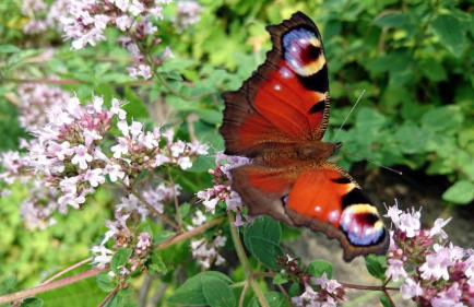 Hale Aloha - Foto 55