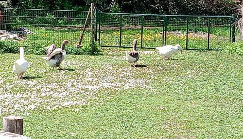 Ferienwohnung Cillien - Foto 2