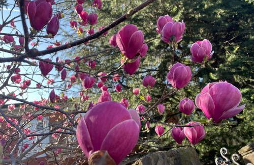 Angolo di Zoe - Photo 6