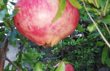 Villa Memia - Foto 56