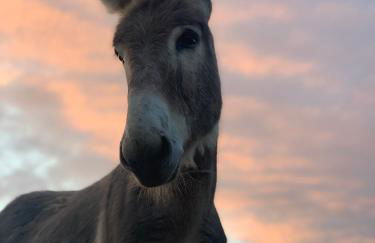 La Maison de Coutil, aux Gîtes de l'Etang des Noues - Photo 9