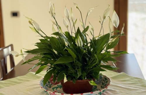 Trillibiu beach house - Foto 8