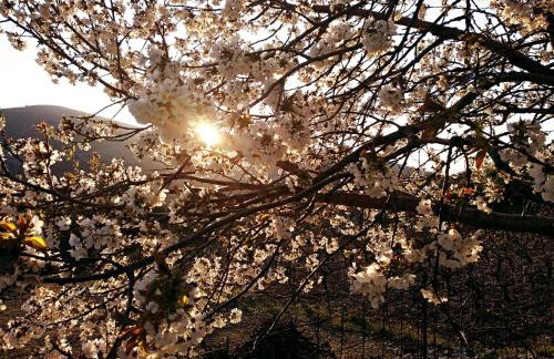 Cephalonian Countryside Villa - Foto 65