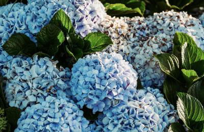 Casa do Mar - North Coast Ocean Views - Foto 24