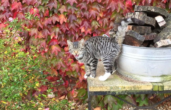 Pleasant Apartment in Munster - Foto 16