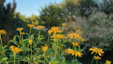 Biały Domek nad Wkrą - Foto 5, Garden