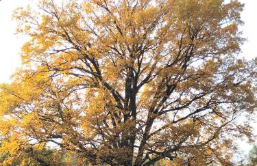 DOMEK POD DĘBEM - Foto 33