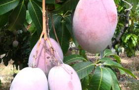 Finca La Punta - Foto 10