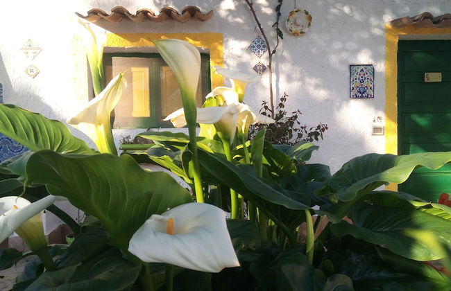 Zagara di Sicilia - Foto 68