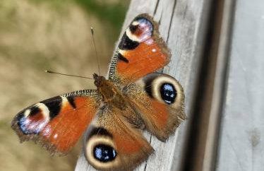 Bociani spokój - Foto 7