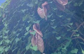 Sítio Martins com lazer completo em Ibiúna, SP - Photo 39