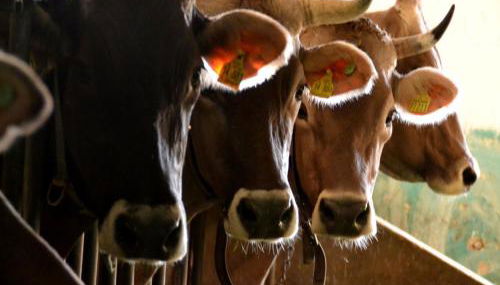 Tannenhof Epple - Foto 4