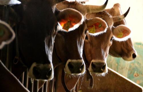 Tannenhof Epple - Foto 4