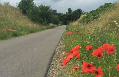 Ferienhaus Felix am Radweg im Naturschutzgebiet - Photo 21