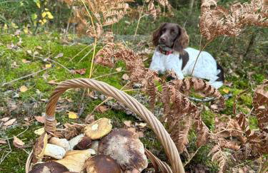 Park Wilkasy - Foto 28