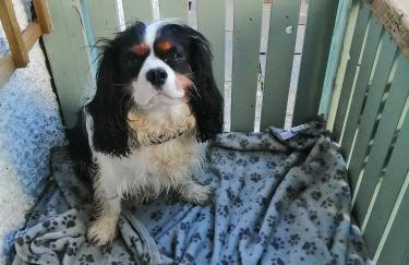 Castle Hill Cottage & Paddlers Retreat - Foto 37