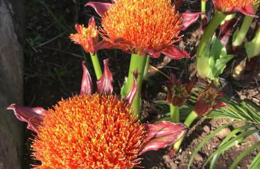 Haciendas del Valle - Las Kentias - Foto 70