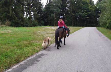 Ferienwohnung auf dem Erlebnisreiterhof Kreipl - Foto 9