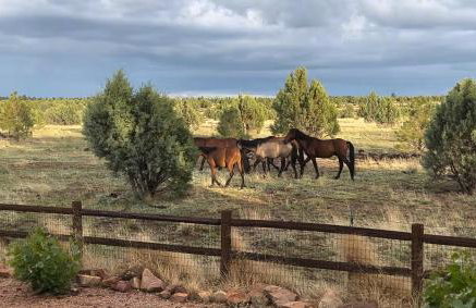 Cabin with Wild Horses, Fireplace, Dog Friendly & StarLink - Foto 1