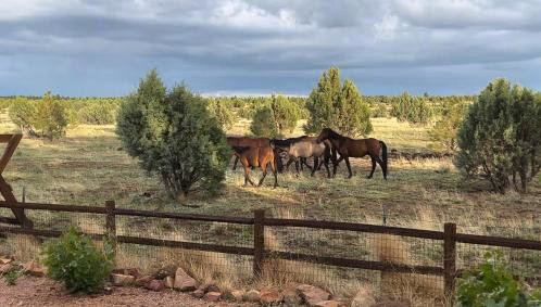 Cabin with Wild Horses, Fireplace, Dog Friendly & StarLink - Foto 1