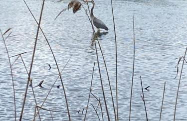 Gîte urbain au calme en rez de jardin proche Groupama stadium salle Arena EUREXPO Lyon - Foto 34