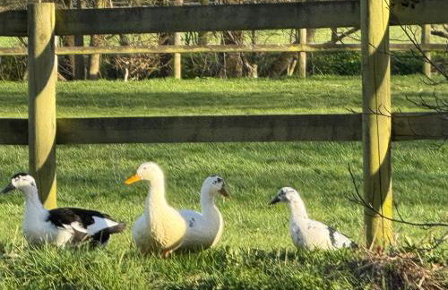 Charming 2 bedroom Lodge In the Shropshire Countryside with Fantastic Views - Foto 3