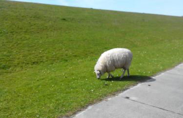 Auf dem alten Deich - Foto 37