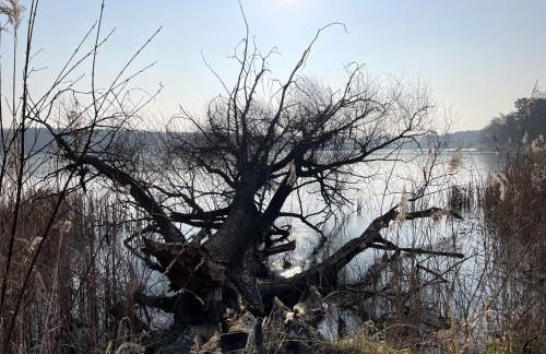 Tiny House am Ranziger See - Foto 36