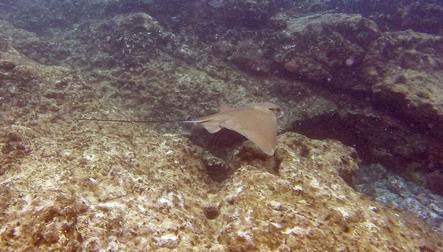 Kayak y snorkel en la playa de Papagayo desde Playa Blanca - Foto 2
