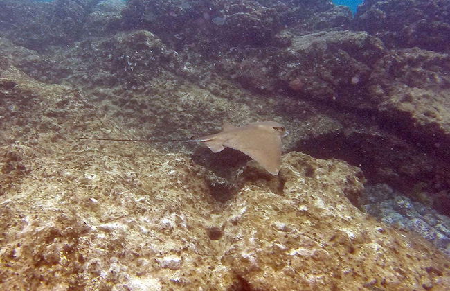 Kayak y snorkel en la playa de Papagayo desde Playa Blanca - Foto 2