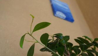 Ferienwohnung Ufer - Urlaub in der Sächsischen Schweiz - Foto 4