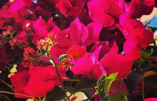 Rodi Studios - Foto 32