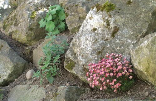 Gerberlaube - Foto 24