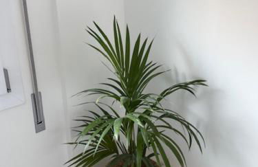 Villa Cecilia - Foto 12