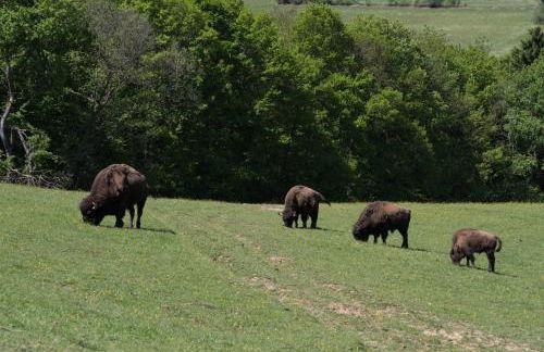 Holzhaus Onkel Fritz mit Sauna und Whirlwanne - Foto 66